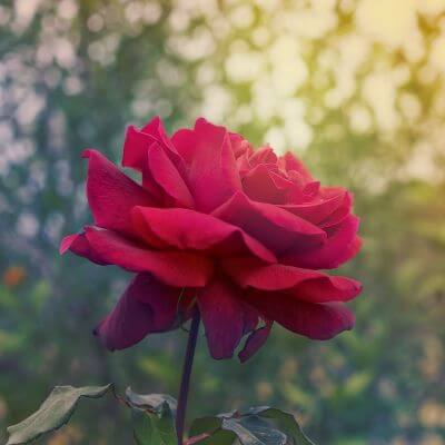 rosa rossa per funerale rosa rossa per funerale